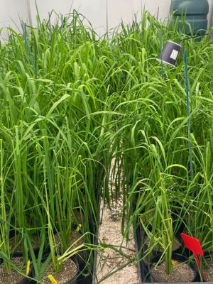 rice crops
